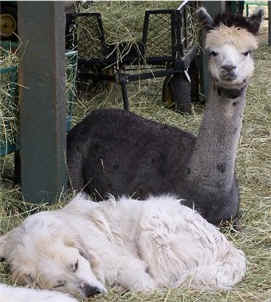 Napping with an alpaca.